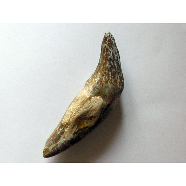 dent de Platyosphys aithai (14)