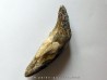 dent de Platyosphys aithai (14)
