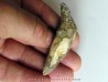dent de Platyosphys aithai (14)