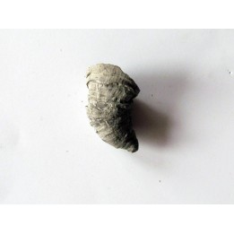 Zaphrentites delanovei(1)