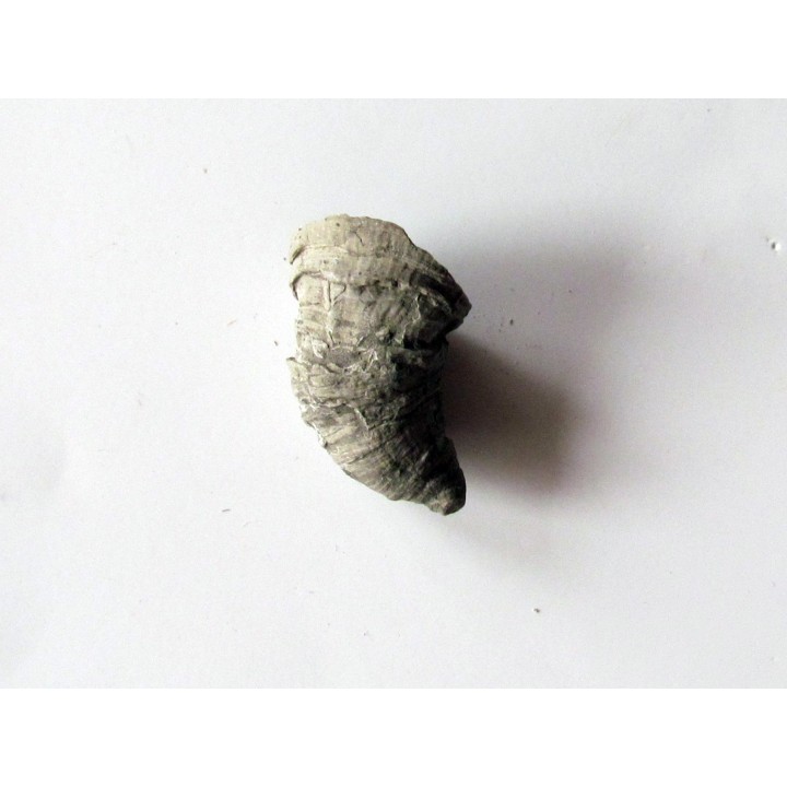 Zaphrentites delanovei (1)