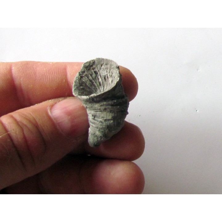 Zaphrentites delanovei (1)
