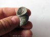 Zaphrentites delanovei(1)