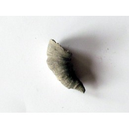 Zaphrentites delanovei (2)