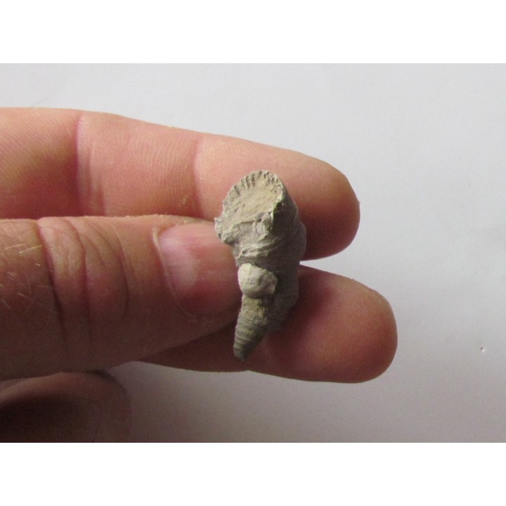Zaphrentites delanovei (2)