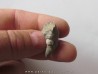 Zaphrentites delanovei (2)