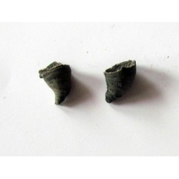 Zaphrentites delanovei (3)