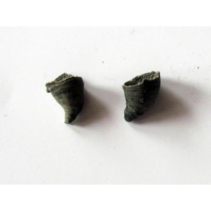 Zaphrentites delanovei (3)