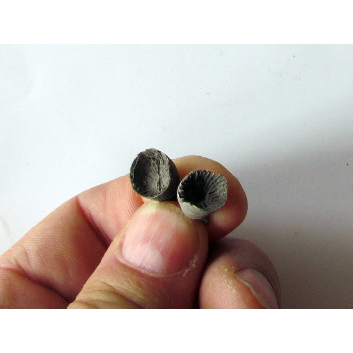 Zaphrentites delanovei (3)