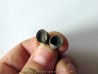 Zaphrentites delanovei (3)
