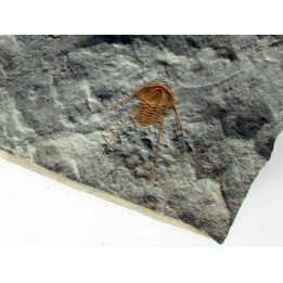 hamatolenus vincenti (2)
