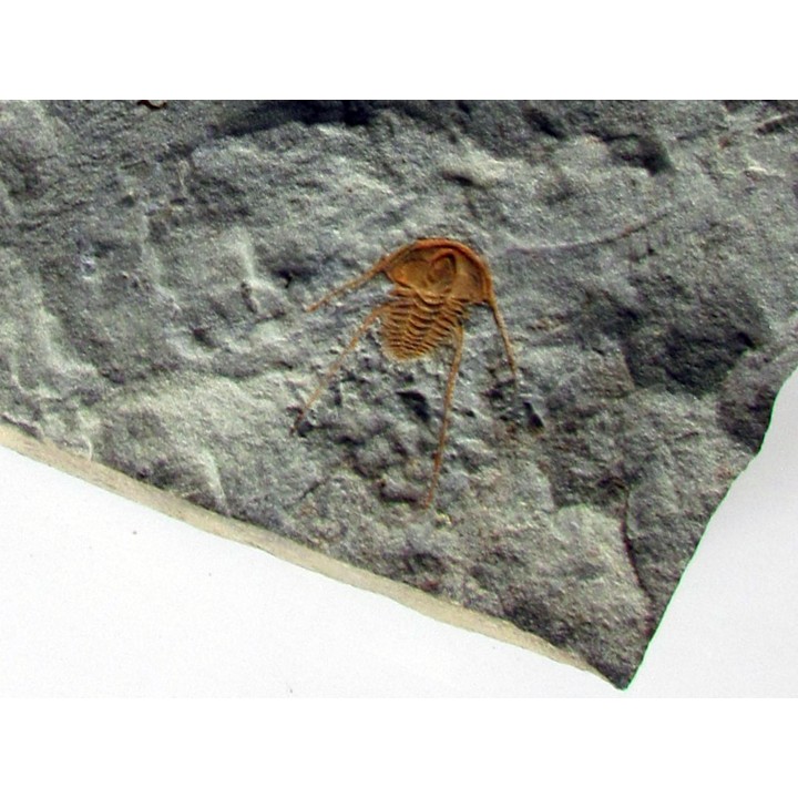 hamatolenus vincenti (2)