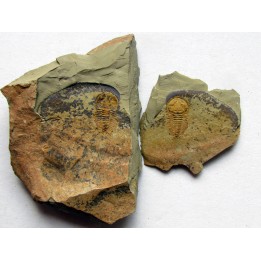 daguinaspis ambroggii  (1)