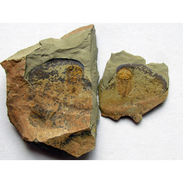 daguinaspis ambroggii  (1)