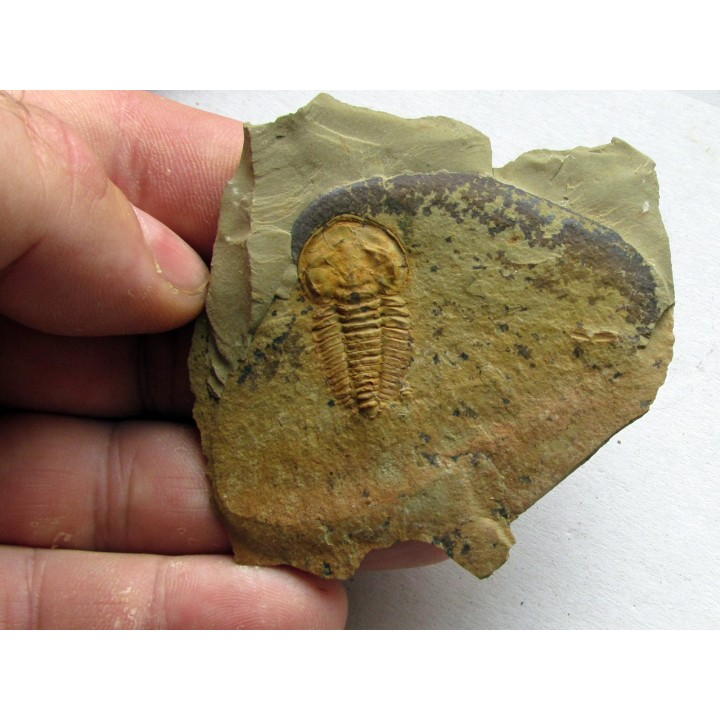 daguinaspis ambroggii  (1)