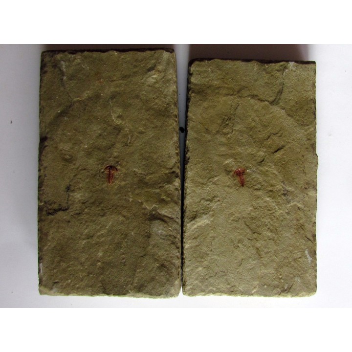 resserops falloti  (1)