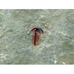 resserops falloti  (1)