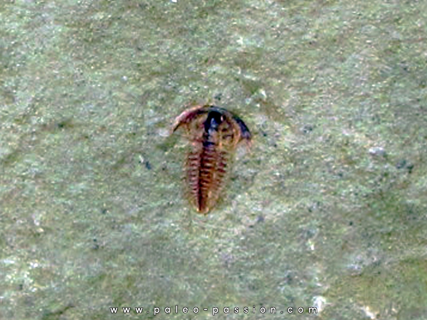 resserops falloti (1)