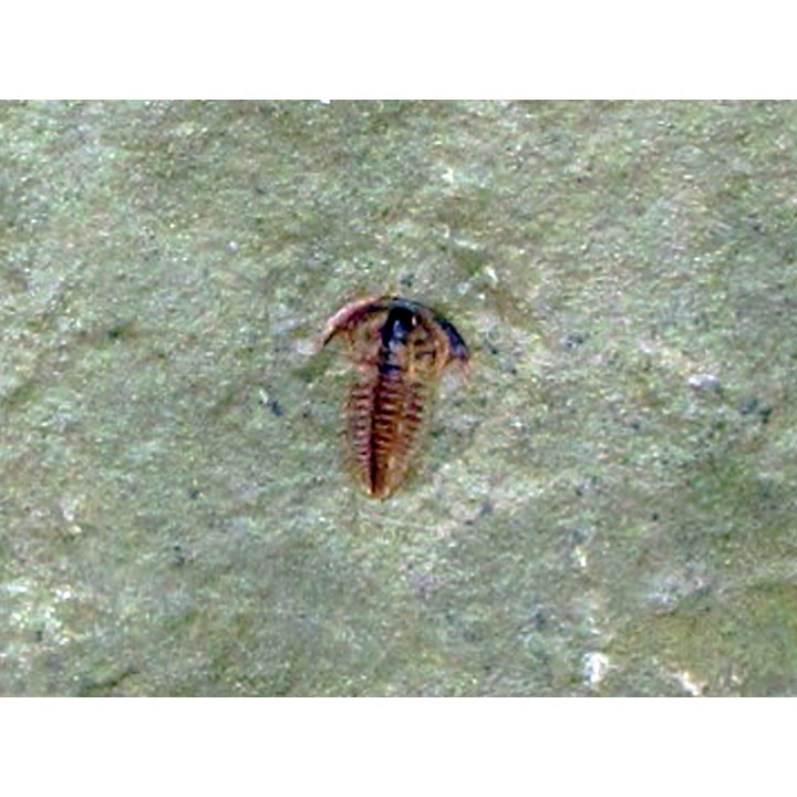 resserops falloti  (1)