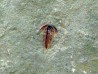 resserops falloti (1)