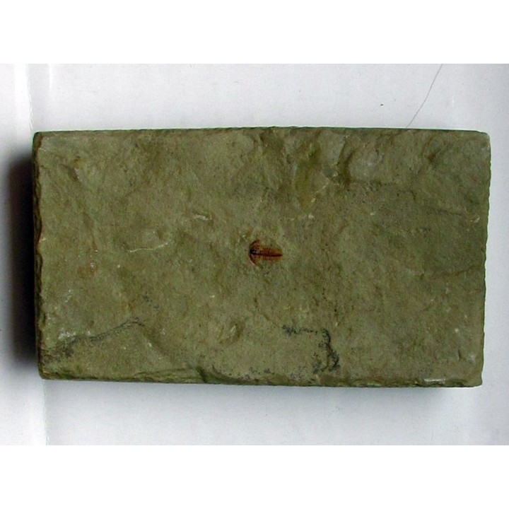 resserops falloti  (1)