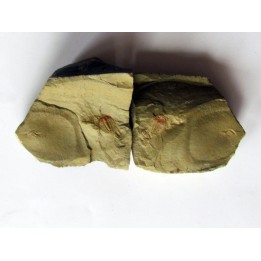 resserops falloti  (2)