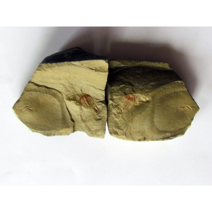 resserops falloti  (2)