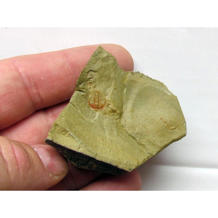 resserops falloti  (2)