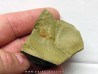 resserops falloti  (2)