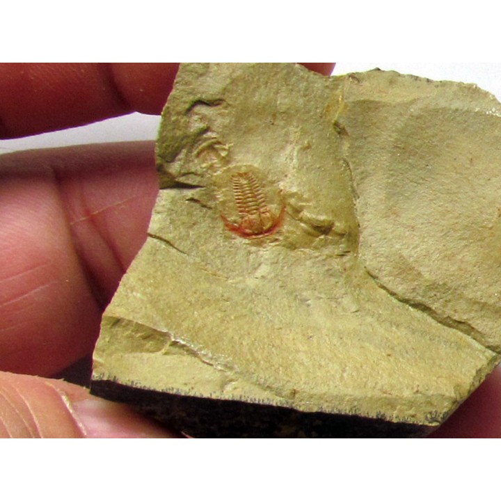 resserops falloti  (2)