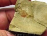 resserops falloti  (2)
