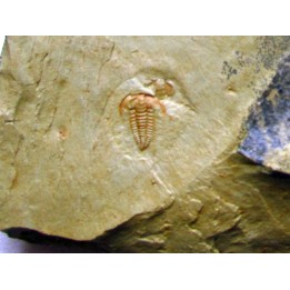 resserops falloti  (3)