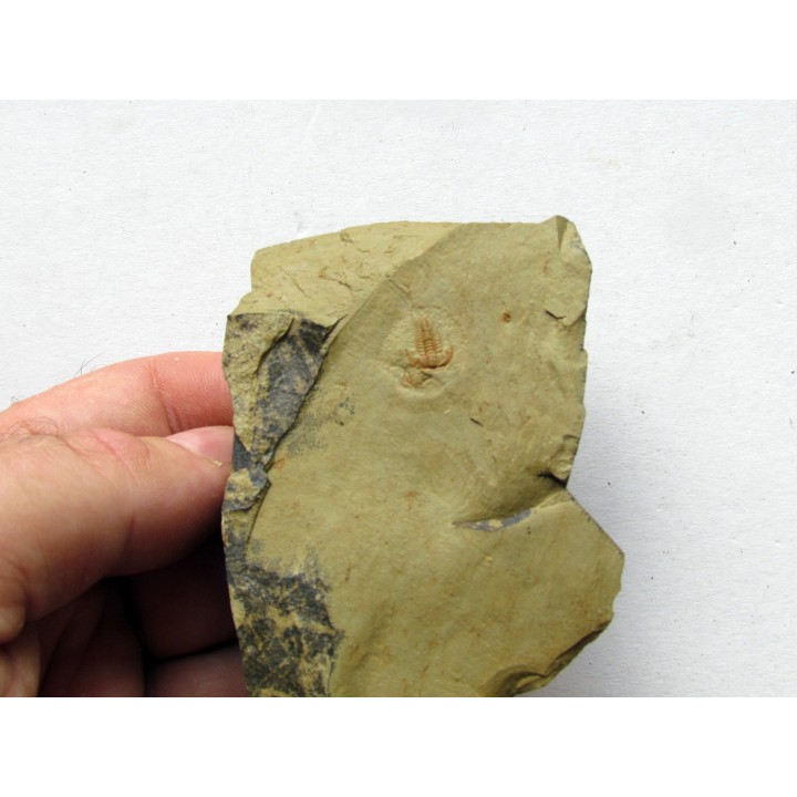 resserops falloti  (3)