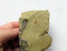 resserops falloti  (3)