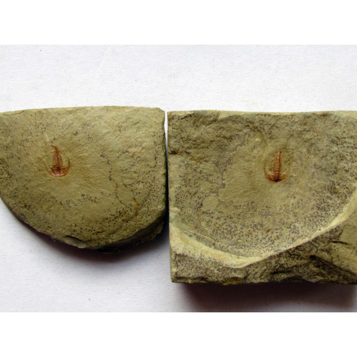 resserops falloti  (4)