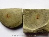 resserops falloti  (4)