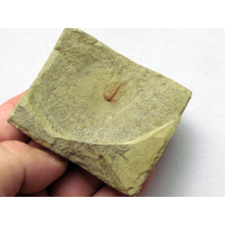 resserops falloti  (4)