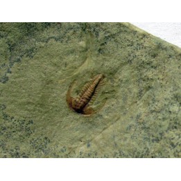 resserops falloti  (4)
