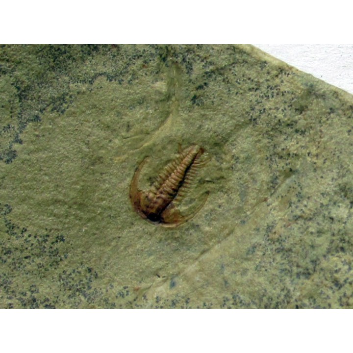 resserops falloti  (4)