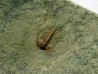 resserops falloti  (4)
