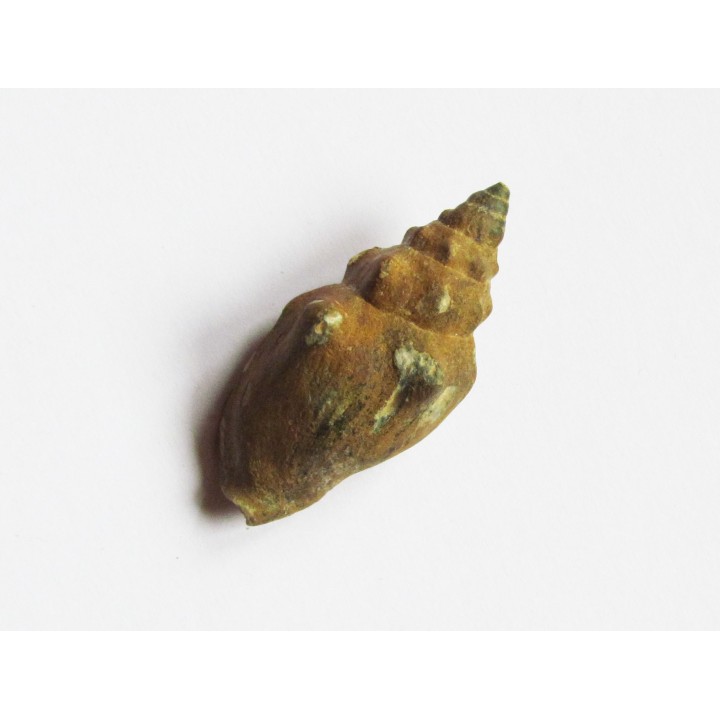 MITRA PARISIENSIS