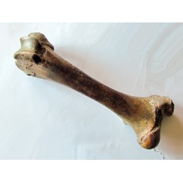 femur de Bison priscus