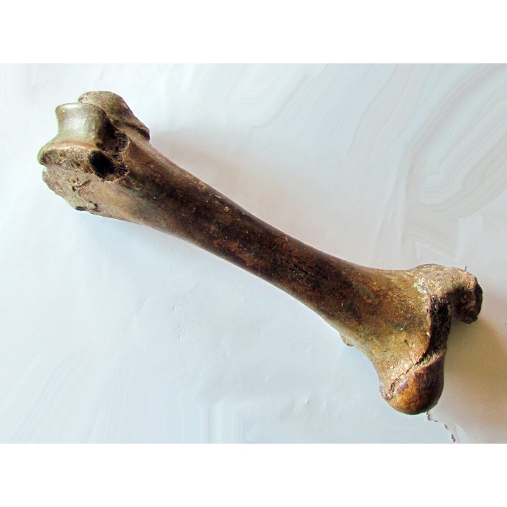 femur de Bison priscus