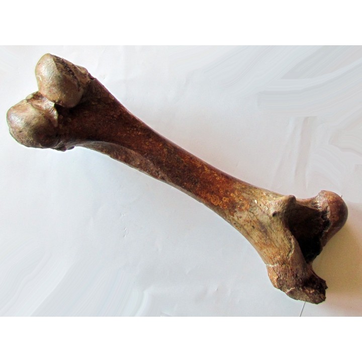 femur de Bison priscus