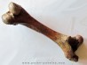 femur de Bison priscus