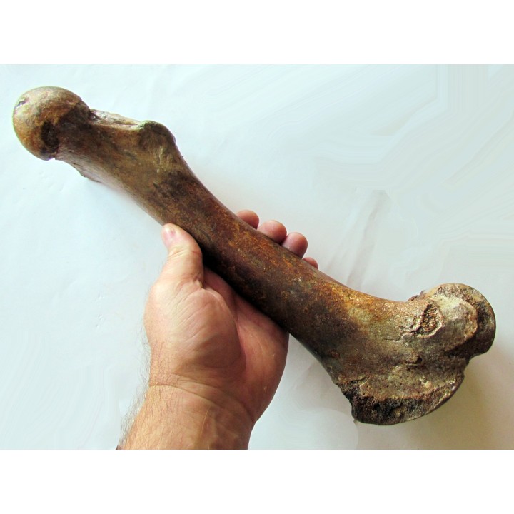 femur de Bison priscus