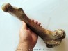 femur de Bison priscus