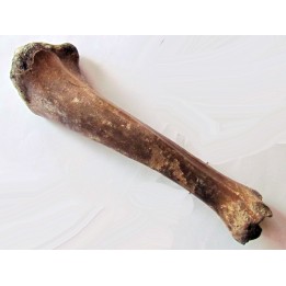 tibia de Bison priscus
