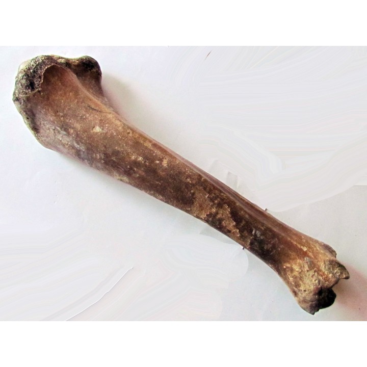tibia de Bison priscus
