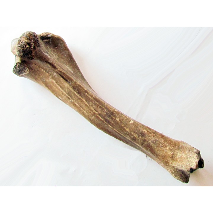 tibia de Bison priscus
